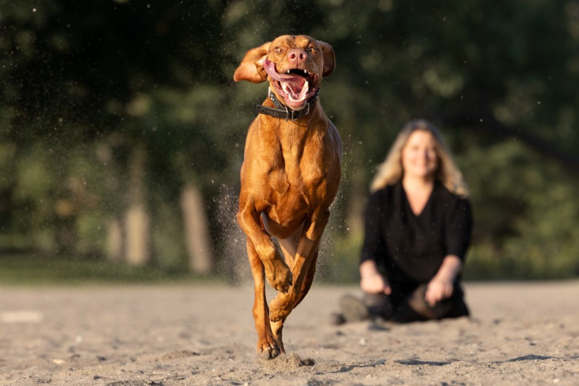 Andrea Dinan — Canadian Pet Care Professionals
